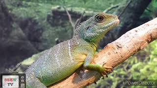 TOP 10 Beautiful Lizards In the world. || SeeW TV