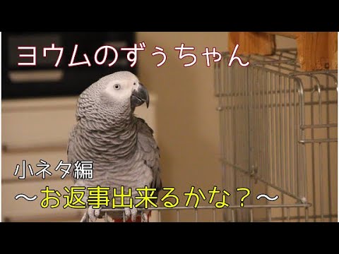 ヨウムのずぅちゃん 小ネタ お返事出来るかな Youtube