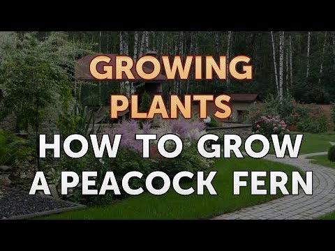 How to Grow a Peacock Fern