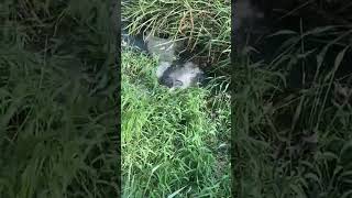 Dog's Curiosity About Water Leads to Encounter with Crocodile