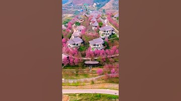 🌸 MÙA HOA TỚ DÀY – SẮC HỒNG GIỮA ĐẠI NGÀN MÙ CANG 🌸