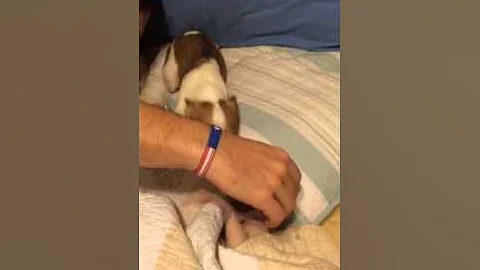 Video 1672601: hairless sphynx kitten plays, adorable hairless sphynx, sphynx cattery