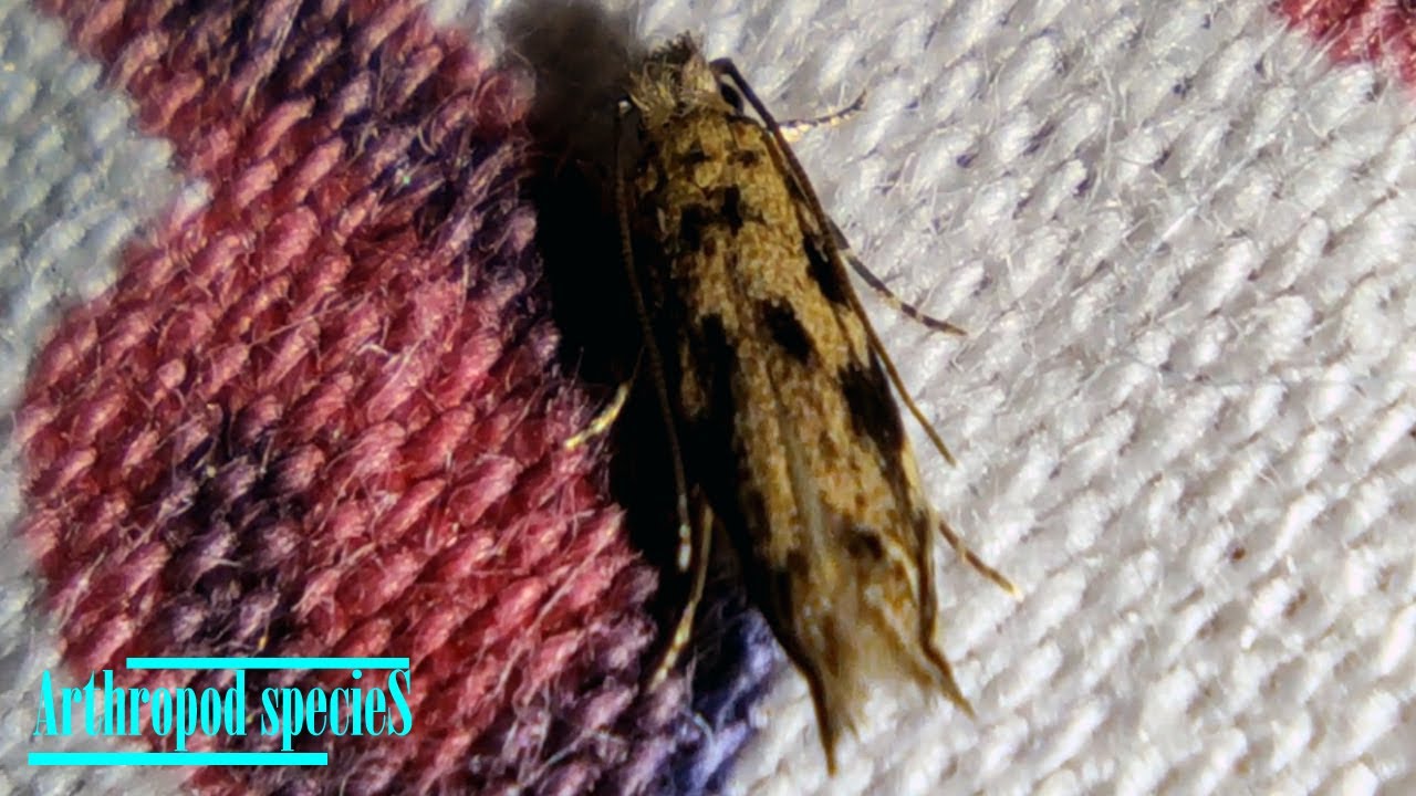 Insect Species - Clothes Moth [Household Casebearer Moth or Kamitetep ...