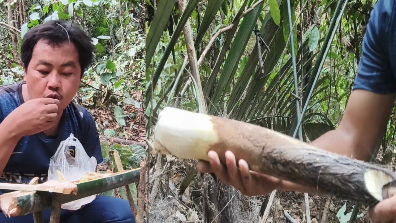 ยอดเต่าเป็นของหายากกินเมื่อไหร่ก็แซ่บถึงใจ 6 มีนาคม ค.ศ. 2026