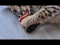 F1 Savannah cat loves her new catnip toy fish 😅 lol