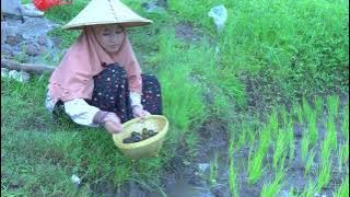 Country girl | Gadis Lombok Cari Keong jamur | sawah