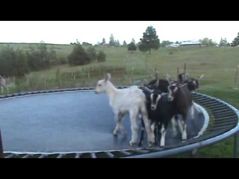 Bouncing Kid Goats on the Trampoline