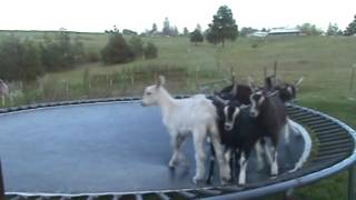 Bouncing Kid Goats on the Trampoline