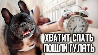 Как НЕ ВСТАВАТЬ рано, чтобы погулять с собакой. Режим дня собаки