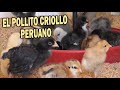 EL POLLITO CRIOLLO PERUANO