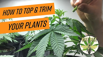 Topping & Trimming Plants in Early Veg Stage