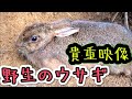 珍しい野生のウサギの映像です『罠にかかったうさぎの放獣』可愛いのウサギ