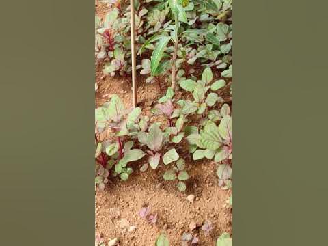 #after 25 days result #healthy lal bhaji ( saag ) plants view #shorts ...