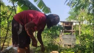 SAMPAI KUWALAHAN PANEN DI SINI...!!! EH ADA YANG LAGI ASIK MANCING