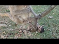 Life of monkeys Ep85,poor baby monkey, life of poor baby monkey with mom...