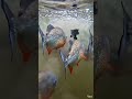 What Do Piranhas See? Inside the River from Their POV”#Piranha #UnderwaterLife #PredatorFish
