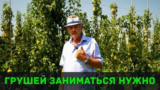 Груша - промышленные сады | Малакановский Мичурин