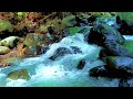 Pure River Flow 🌊 Calm Water Sounds for Study, Sleep and Stress Relief