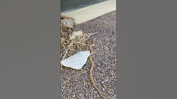Large Gopher Snake tries to come in the house. Fairview Mountain Mojave Desert CA