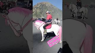 Kuda Poni Pink Bromo #kuda #kudaponi #bromo