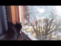 Our Cat Gets Teased By A Hawk