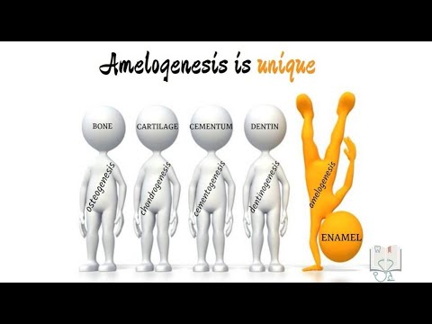 Amelogenesis 