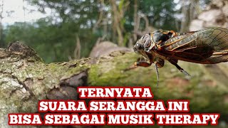 Suara Serangga di Hutan Belantara, Sebagai Musik Therapy