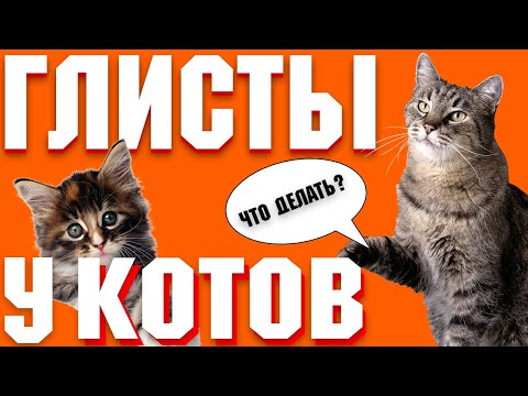 Что делать если у кошки глисты? | Почему появились глисты у кота?