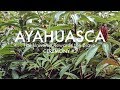 My AYAHUASCA Diary: "The Universe Rewards the Brave." | PART 4