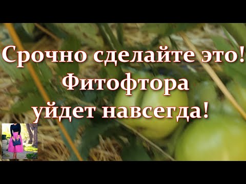 Video: Čo je pleseň Phytophthora?