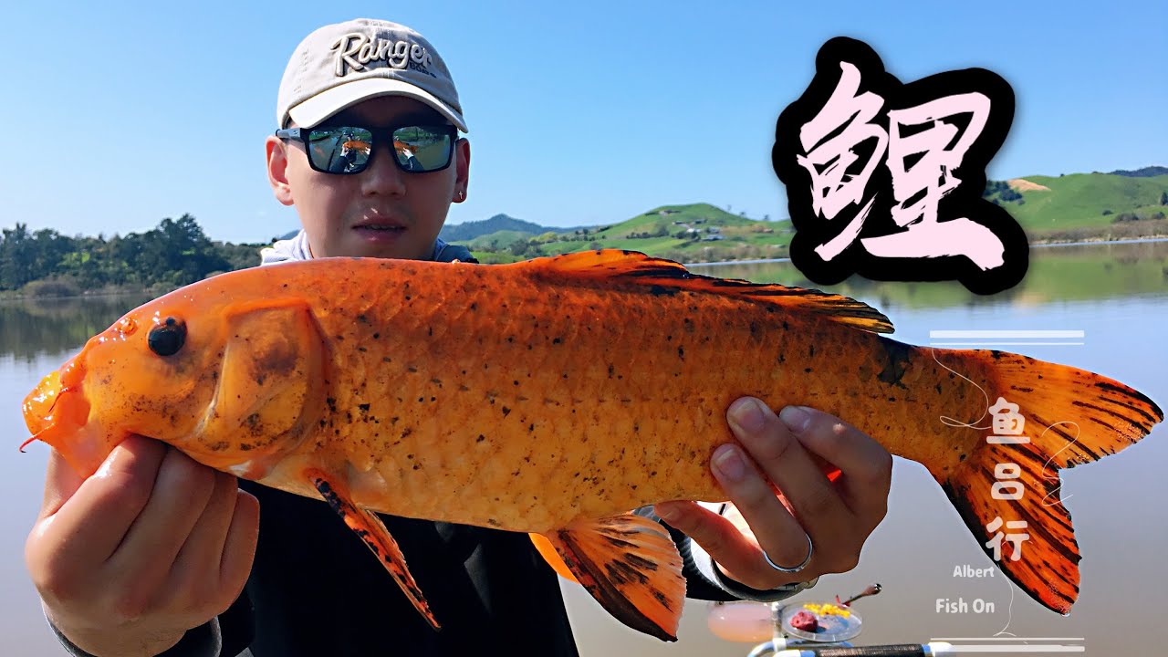 它的颜值你给打几分？手竿台钓新西兰鲤鱼-鱼吕行Fresh Water Fishing