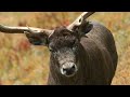 Deer on the Plateau Series | Episode 6: King Zheer