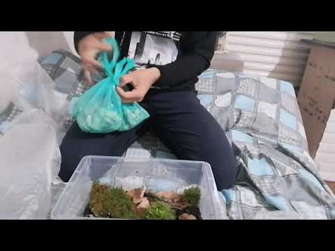 СОДЕРЖАНИЕ МОКРИЦ И КИВСЯКОВ