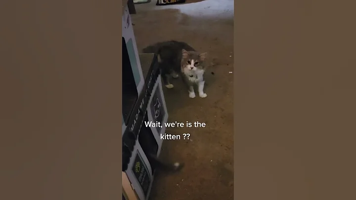 Video 10964551: mainecoonkittens mainecoons cats, mainecoons mainecoonkittens kitten, mainecoon cat kitten kitty, mainecoon baby cats kittens