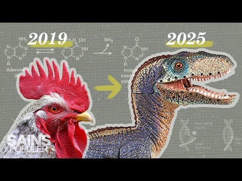 Video: Para Saintis Merancang Untuk Menghidupkan Semula Dinosaur - Pandangan Alternatif