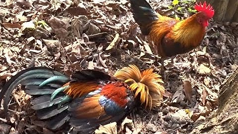 ต่อไก่ป่าเข้าดีมาก, dib qaib qus tuaj zoo heev