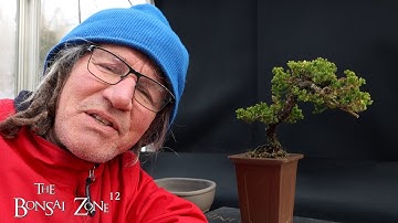Repotting My Juniper From Joey, The Bonsai Zone, March 2025