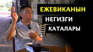 видео: Эң кирешелүү мөмө кайсы? Ежевика көп болуп кетсе эмне болот? Өлкөдөгү тажрыйбалуу мөмөчү менен маек! картинка: Эң кирешелүү мөмө кайсы? Ежевика көп болуп кетсе эмне болот? Өлкөдөгү тажрыйбалуу мөмөчү менен маек!