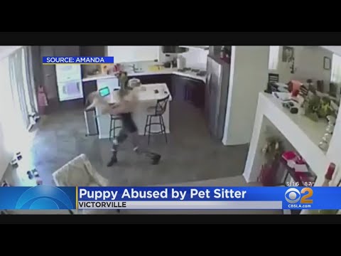 Caught On Camera: Pet Sitter Throws 10-Month-Puppy To The Floor