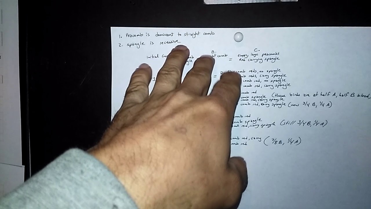 BY REQUEST - Pea Comb to Straight Comb Breeding