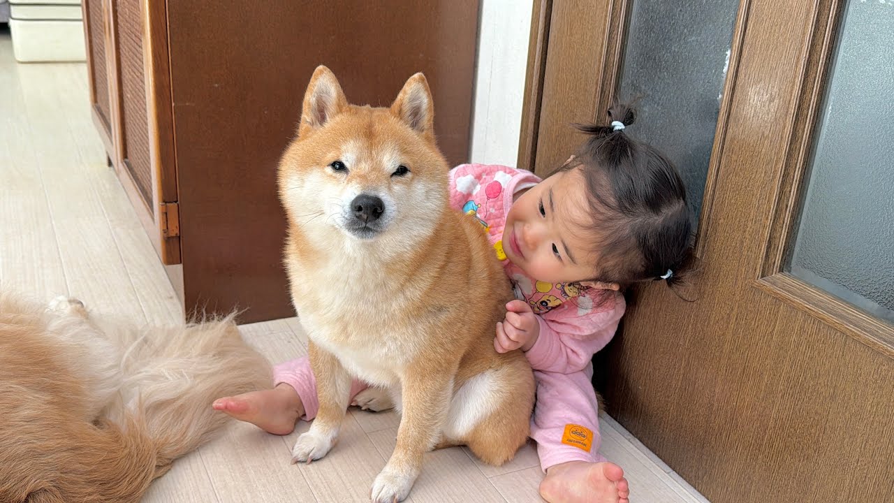 豆柴のとある事情でとても困っています - YouTube
