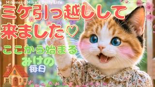 ミケ引っ越しして来ました♡『三毛猫ミケの毎日』ここから始まるミケの