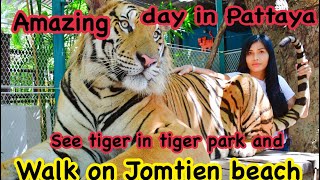 Amazing day in Pattaya, see tiger in tiger park Pattaya and walk on Jomtien beach