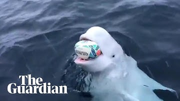 Beluga whale filmed playing 