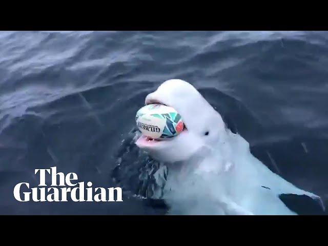 Beluga whale filmed playing 'fetch' with Rugby World Cup ball class=
