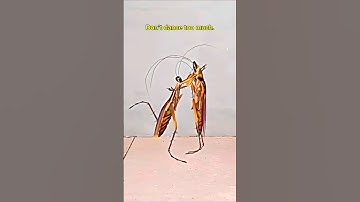 Tutorial 💀#troll #trollface #trolls #filterchallenge #filters #filtertiktok #tutorial