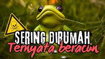 5 Hewan Kecil Tapi Berbahaya 🔥 Fakta yang Jarang Diketahui!