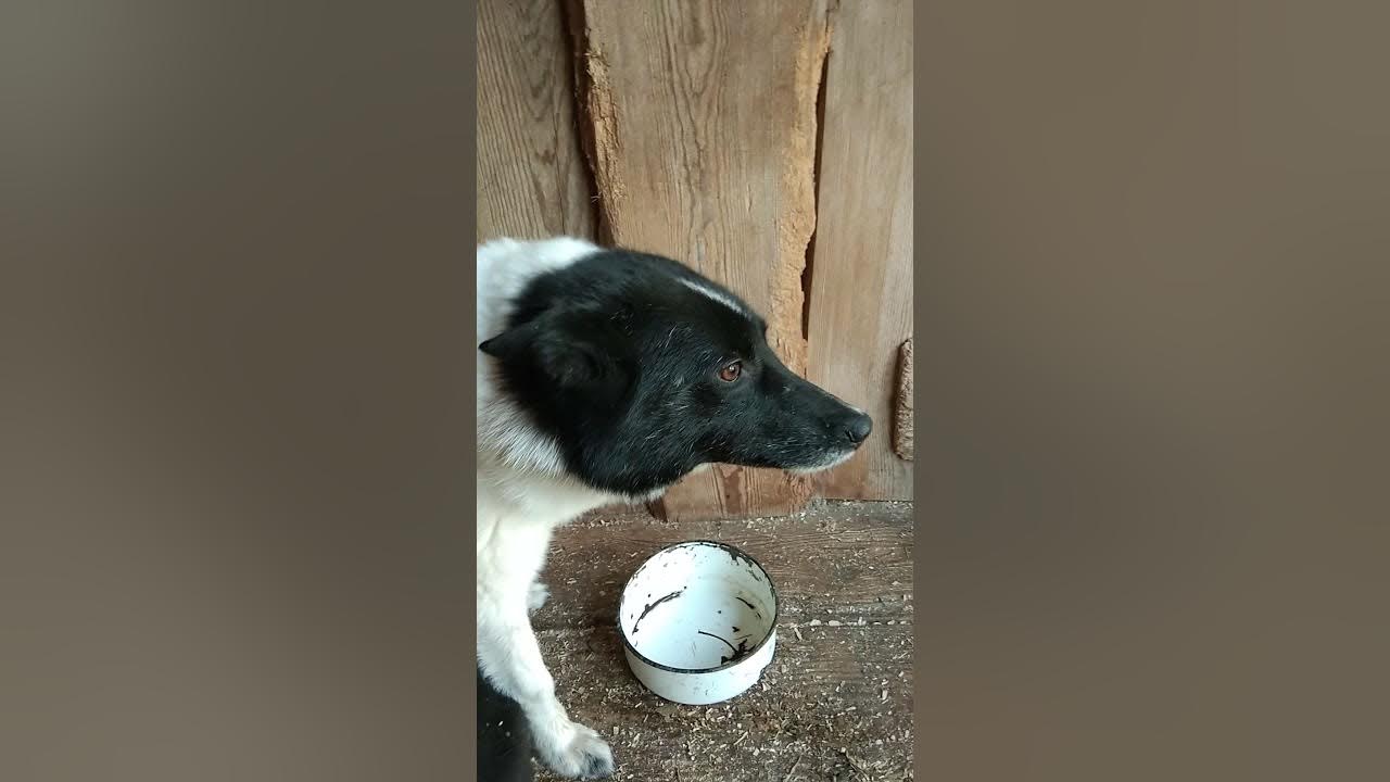 Лайка медвежатник. Буран лайка западно сибирская. Собака космонавт лайка 1957 год. Что случилось с лайкой. Лайки зубова александра.