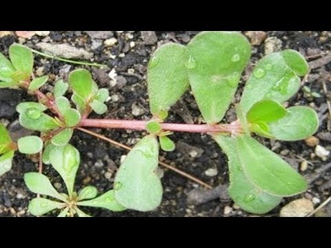 Video: Portulakpflanze: Wie man Portulak loswird
