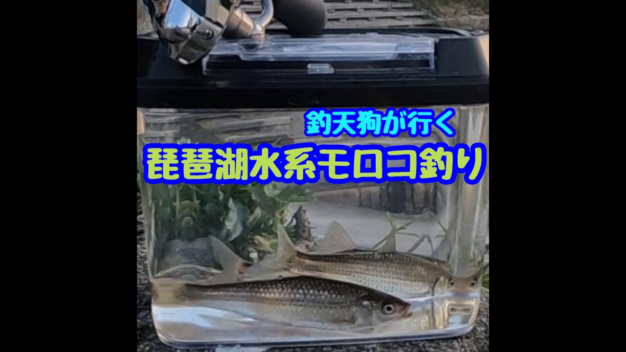 琵琶湖水系モロコ釣り Youtube